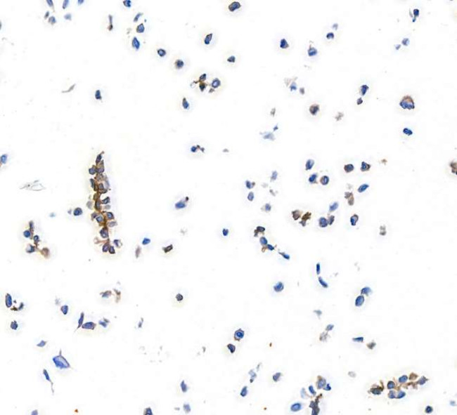 CD140a (PDGFRA) Antibody in Immunocytochemistry (ICC/IF)