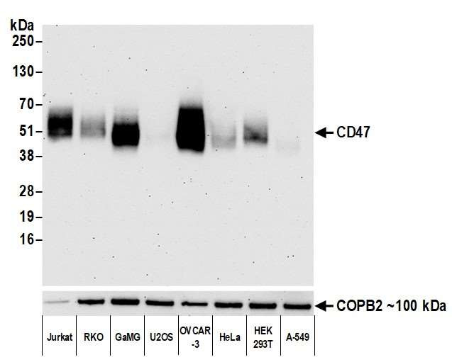 CD47 Antibody in Western Blot (WB)