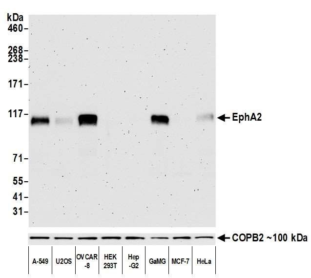 EphA2 Antibody in Western Blot (WB)