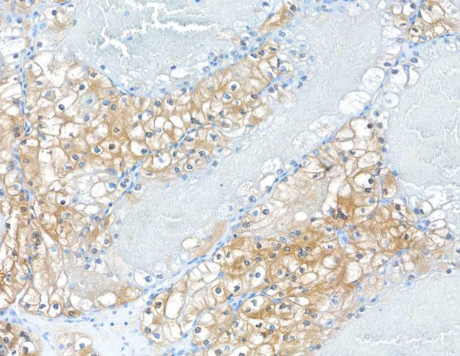 MIF Antibody in Immunohistochemistry (Paraffin) (IHC (P))