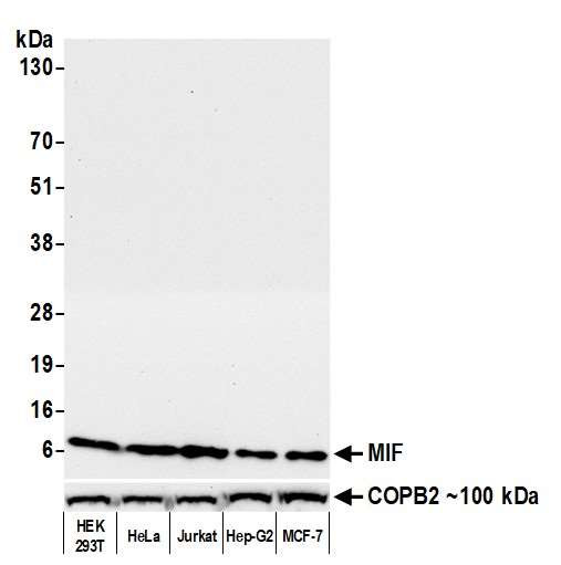 MIF Antibody in Western Blot (WB)