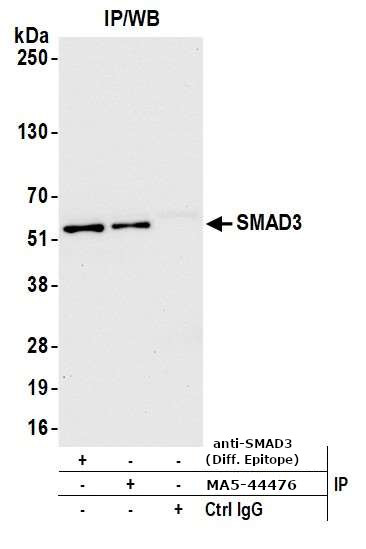 SMAD3 Antibody in Immunoprecipitation (IP)