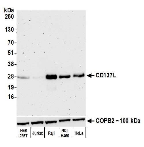 CD137 Ligand (4-1BB Ligand) Antibody in Western Blot (WB)