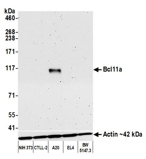 BCL11A Antibody in Western Blot (WB)