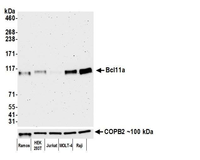 BCL11A Antibody in Western Blot (WB)