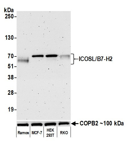 CD275 (B7-H2) Antibody in Western Blot (WB)