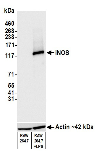 iNOS Antibody in Western Blot (WB)