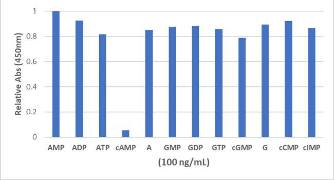 cAMP Antibody in ELISA (ELISA)