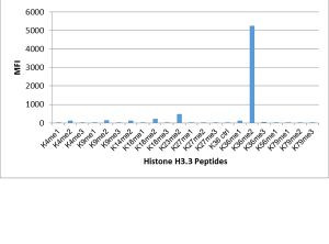 H3K36me2 Antibody in Luminex (LUM)