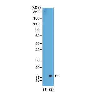 H3K36me2 Antibody in Western Blot (WB)