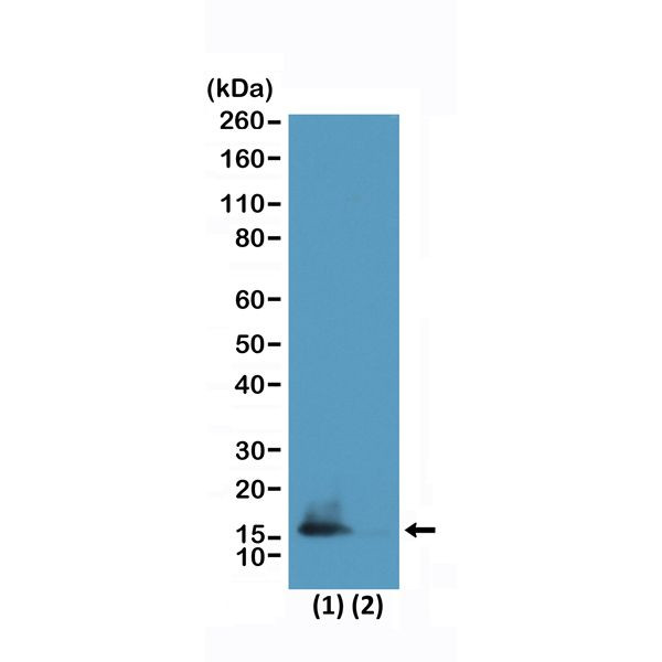 H3K9me2/H3K14ac Antibody in Western Blot (WB)