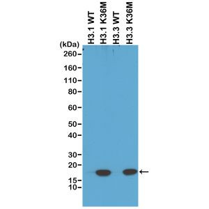 H3 K36M oncohistone mutant Antibody in Western Blot (WB)