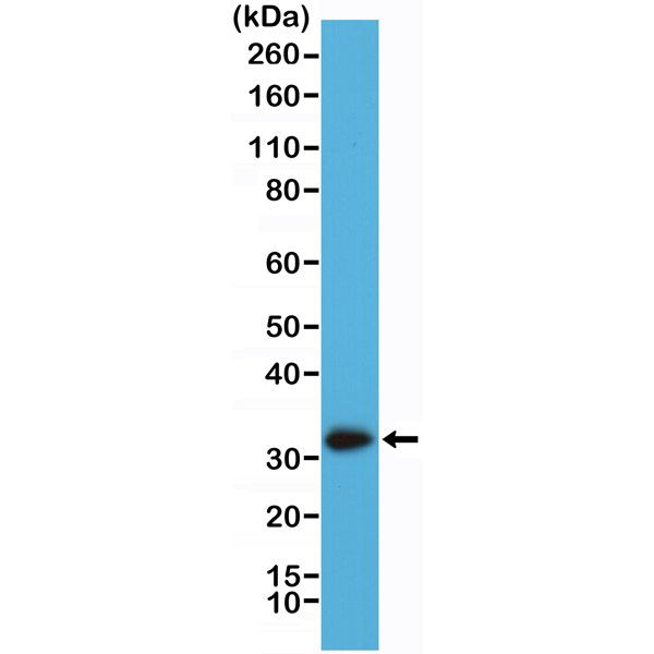 Calretinin Antibody in Western Blot (WB)