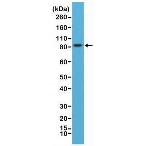 PSD-95 Antibody in Western Blot (WB)