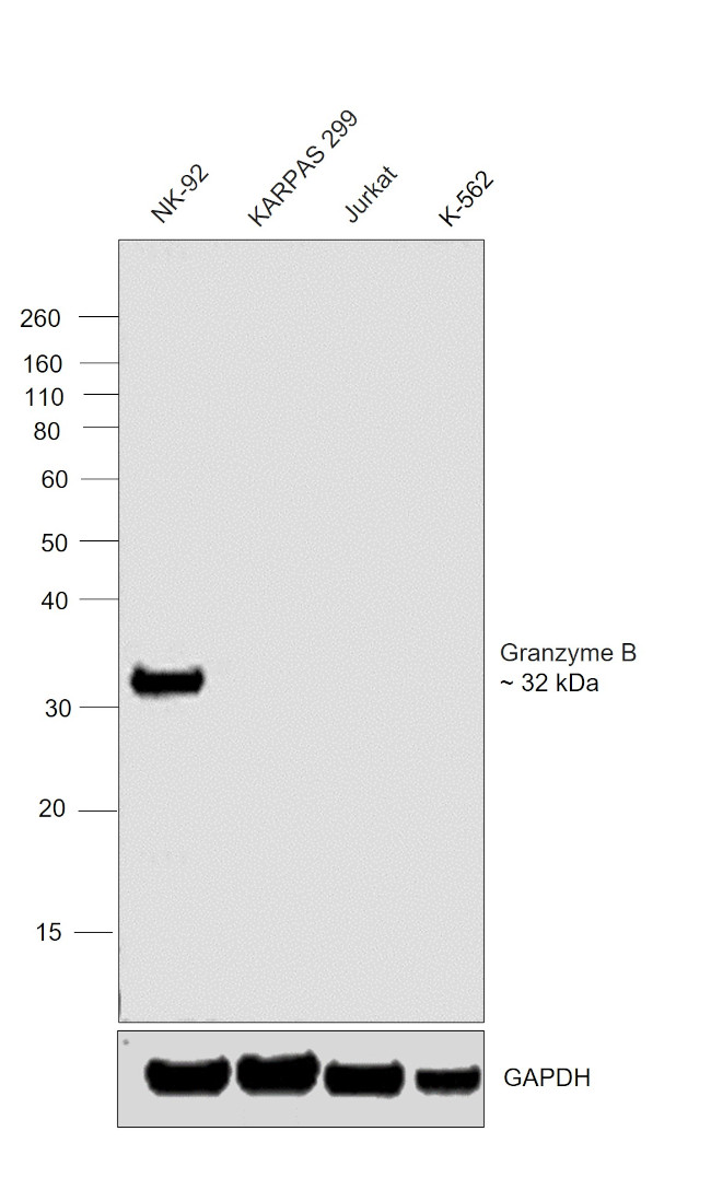 Granzyme B Antibody in Western Blot (WB)