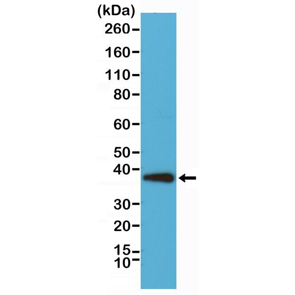 Synaptophysin Antibody in Western Blot (WB)