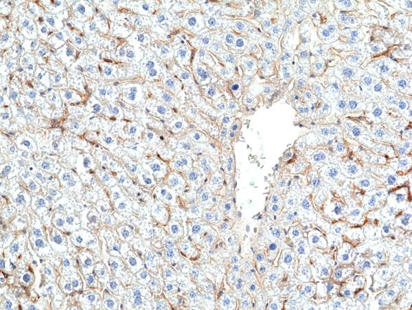 MERTK Antibody in Immunohistochemistry (Paraffin) (IHC (P))