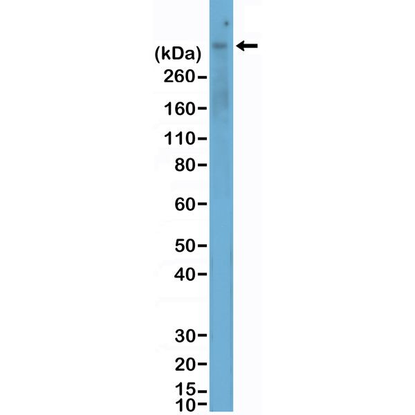 MERTK Antibody in Western Blot (WB)