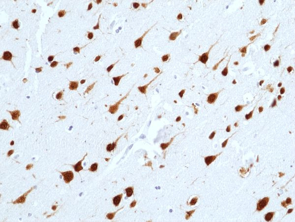 NeuN Antibody in Immunohistochemistry (Paraffin) (IHC (P))