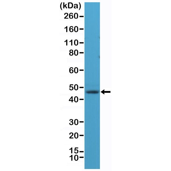 NeuN Antibody in Western Blot (WB)