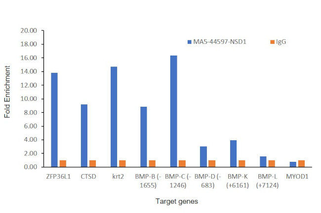 NSD1 Antibody in ChIP Assay (ChIP)