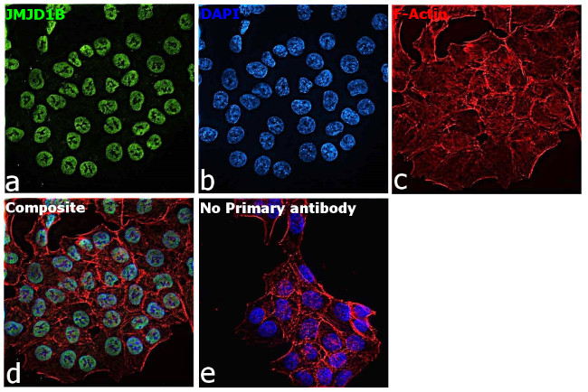 JMJD1B Antibody in Immunocytochemistry (ICC/IF)