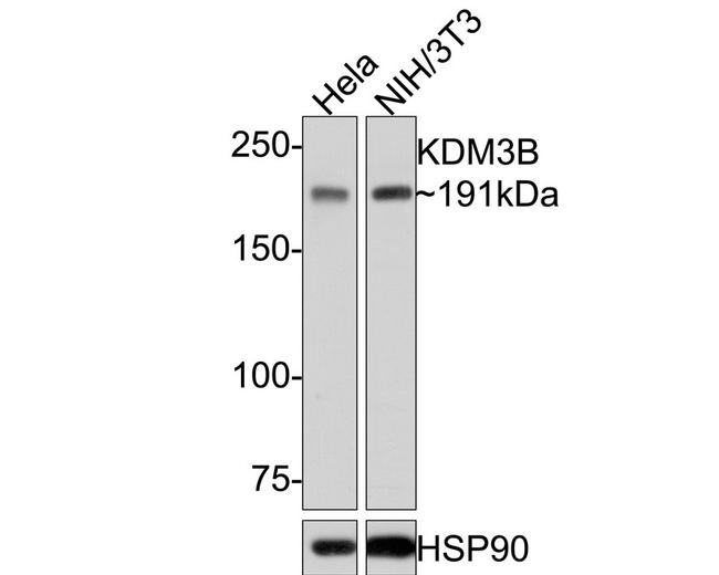 JMJD1B Antibody in Western Blot (WB)