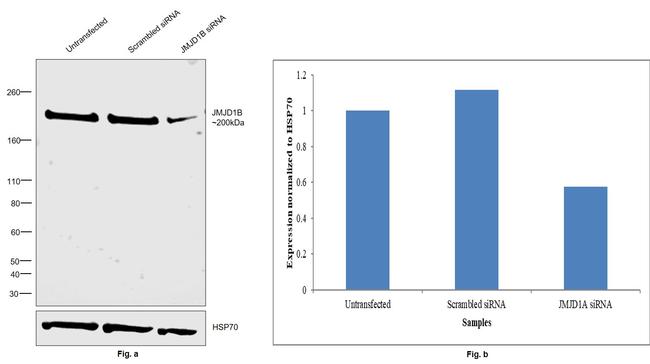 JMJD1B Antibody in Western Blot (WB)