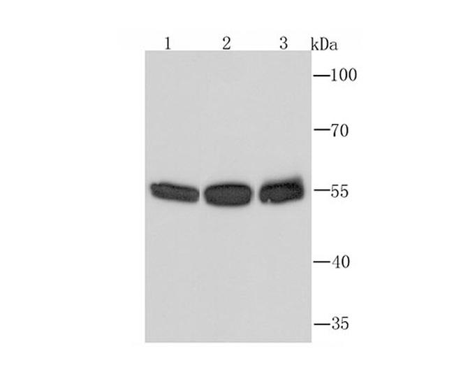 PTBP1 Antibody in Western Blot (WB)