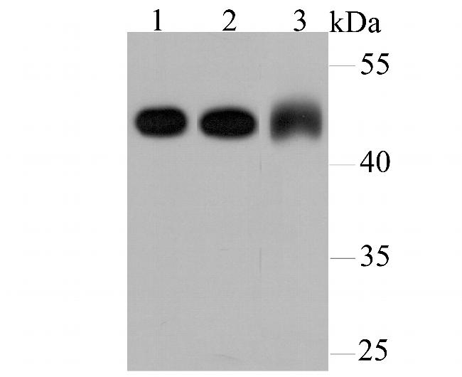 gamma Tubulin Antibody in Western Blot (WB)