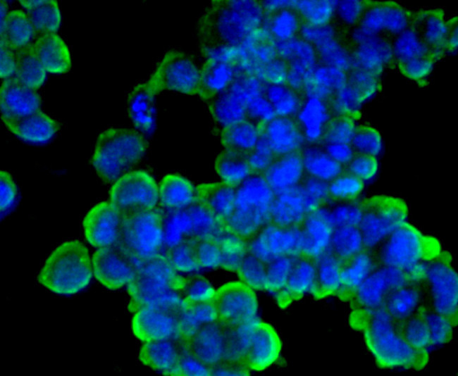 Cyclin A2 Antibody in Immunocytochemistry (ICC/IF)