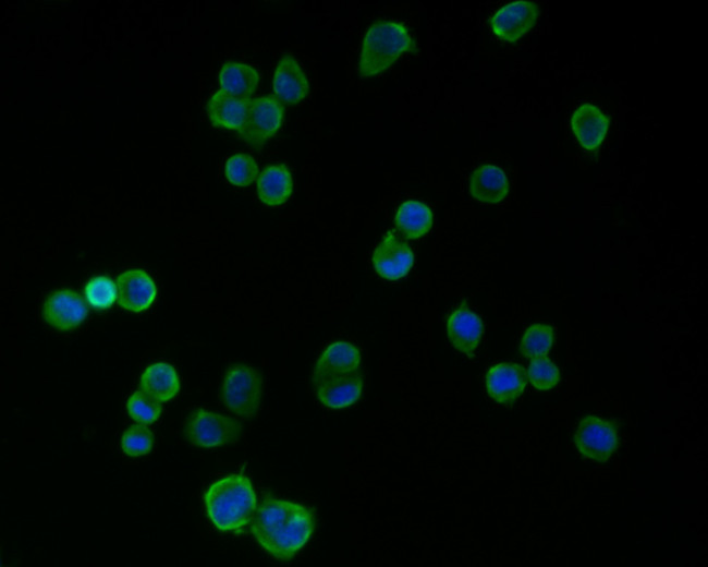 PSD-95 Antibody in Immunocytochemistry (ICC/IF)