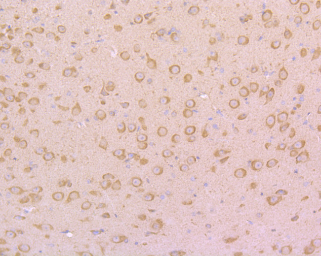 PSD-95 Antibody in Immunohistochemistry (Paraffin) (IHC (P))