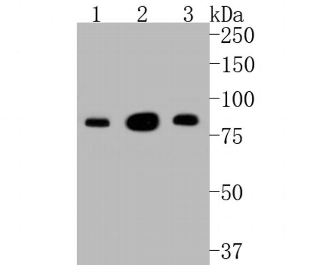 PSD-95 Antibody in Western Blot (WB)