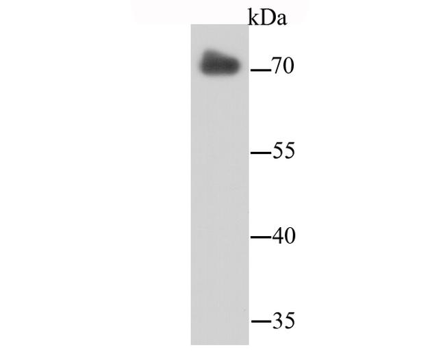 Lamin B2 Antibody in Western Blot (WB)