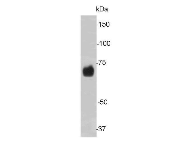 Lamin B2 Antibody in Western Blot (WB)