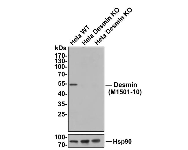 Desmin Antibody in Western Blot (WB)