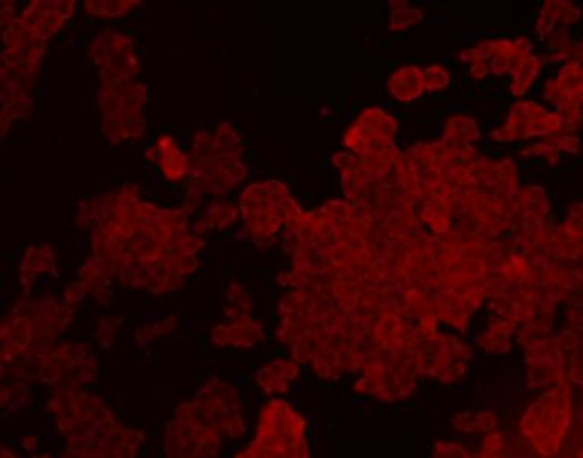 Claudin 7 Antibody in Immunocytochemistry (ICC/IF)