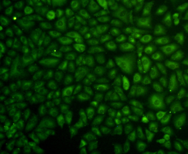 ERK2 Antibody in Immunocytochemistry (ICC/IF)