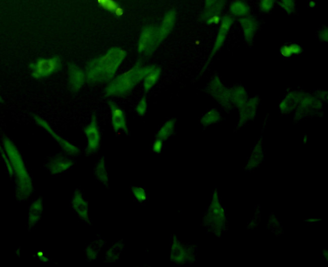 ERK2 Antibody in Immunocytochemistry (ICC/IF)