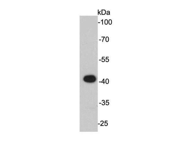 ERK2 Antibody in Western Blot (WB)
