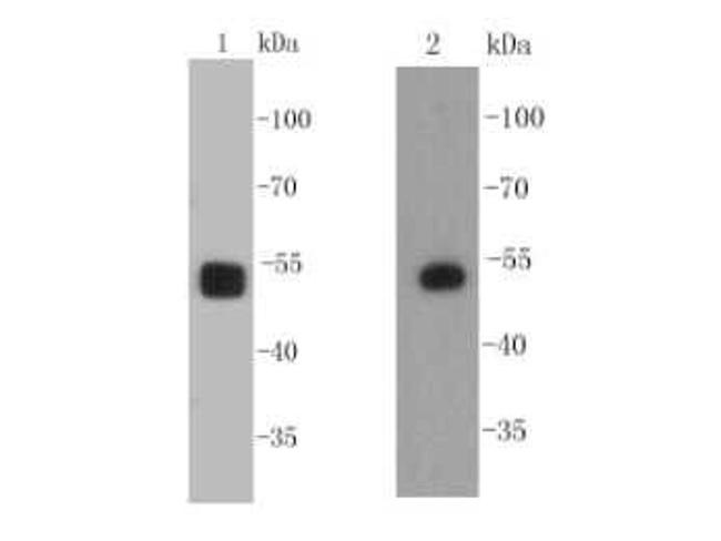 SOX10 Antibody in Western Blot (WB)