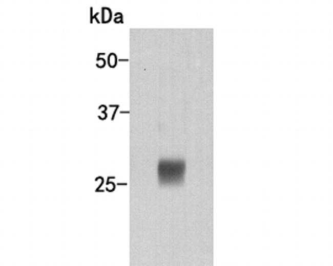 Lambda light chain Antibody in Western Blot (WB)