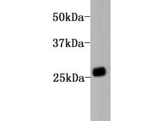 Kappa Light Chain Antibody in Western Blot (WB)