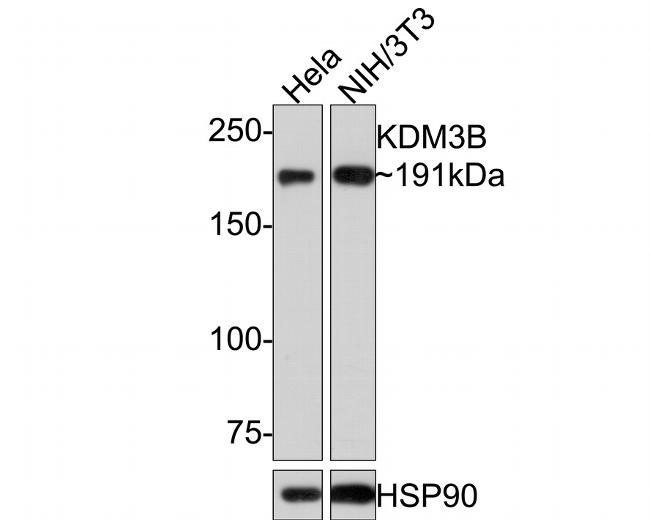 JMJD1B Antibody in Western Blot (WB)