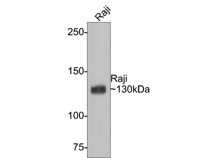 CD21 Antibody in Western Blot (WB)