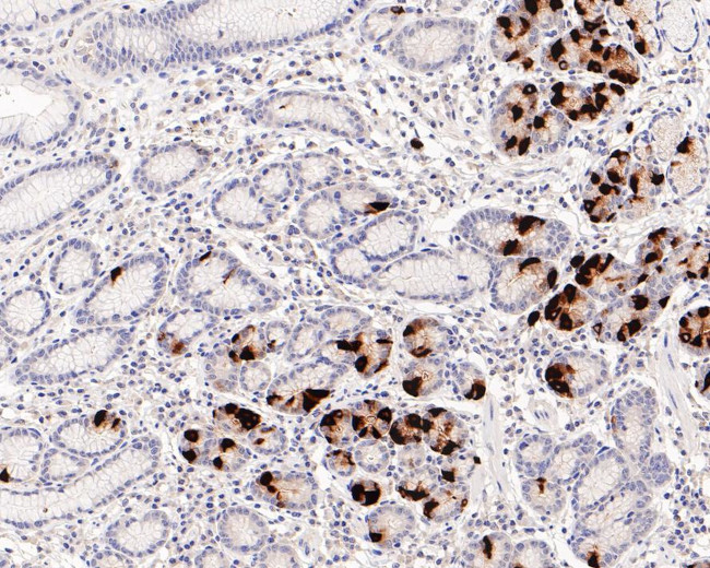 Gastrin Antibody in Immunohistochemistry (Paraffin) (IHC (P))