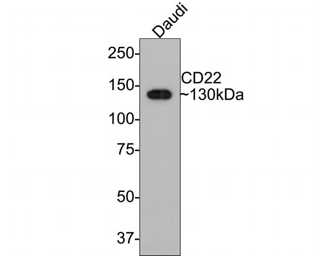 CD22 Antibody in Western Blot (WB)