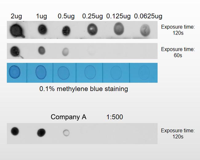 N6-Methyladenosine (m6A) Antibody in Dot Blot (DB)