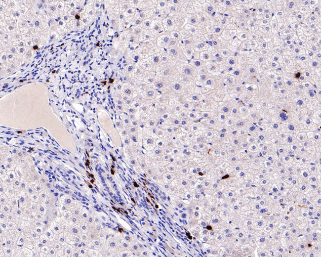 Myeloperoxidase Antibody in Immunohistochemistry (Paraffin) (IHC (P))